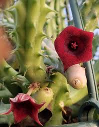 With proper care, holiday cacti can last for years. Red Dragon Flower Schneider S Huernia Red Flowers Or Flower Parts Almost Eden