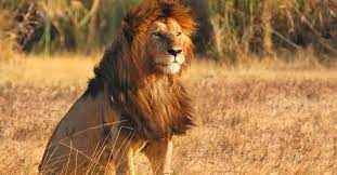 Maasai Lion Serengeti National Park African Photo Safaris Natural Habitat Adventures Lion Images Animal Wallpaper Animals