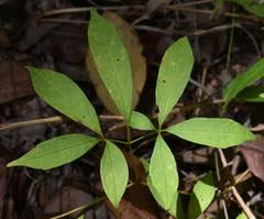 Image result for Ampelocissus multistriata