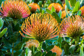 Image result for Leucospermum saxosum
