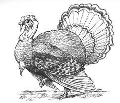 Tom Turkey Pencil Drawing Turkey Drawing Thanksgiving Drawings Bird Drawings