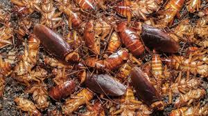We have been plagued by cockroaches for the last five months and the problem. Cockroach Infestation Case Study Malum Southern Pest Bird Control