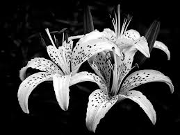 Black And White Lily Flower Tiger Lily I By Jeff Burton Captures The Majestic Tiger Lily Flower In Full Bloom The Bright White Petals Are Do Tiger Lily Jeff Burton Black And Grey Tattoos