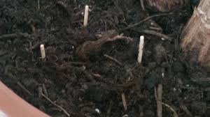 Kleine Fliegen In Der Blumenerde So Werden Sie Sie Los Fliegen In Blumenerde Blumenerde Kleine Fliegen