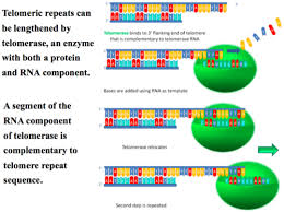 You will need to enter your answer key in the box provided on the left side. What Is The Function Of The Telomere Quizlet