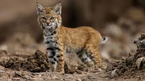Bobcats are by nature wild animals, so owners must cater. Ancient Bobcat Buried Like A Human Being Science Aaas
