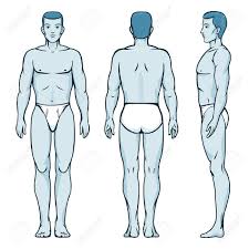 Blank human body template for medical infographic. Man Body Model Front Back And Side Human Poses