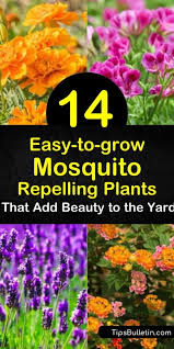 It is found almost everywhere and is very easy to grow. 14 Easy To Grow Mosquito Repelling Plants That Add Beauty To The Yard