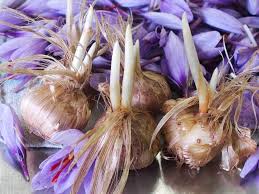 Il ne faut surtout pas lui recherchez une safranière (production de safran) près de chez vous, où vous pourrez acheter des bulbes par 10, 20, 50 et plus. L Or Rouge Du Crocus A Safran La Terre Est Un Jardin