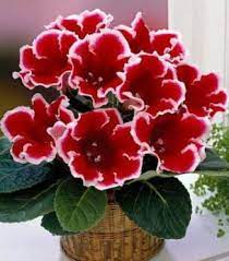 Pin On Gloxinia