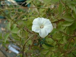 Image result for Ipomoea magnusiana