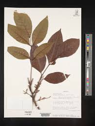 Image result for Lannea welwitschii