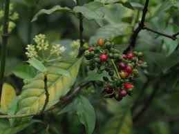 Image result for Psychotria succulenta