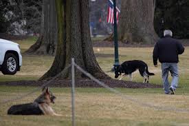 We did not find results for: Biden S Dogs Moved After A Biting Incident The New York Times