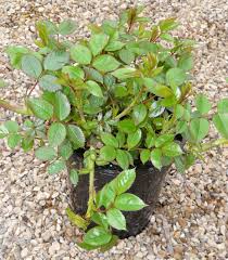 This fertilizer has much less nitrogen, but provides plenty of phosphate and potassium for pepper pod production. Best Rose Fertilizer Uk Cromalinsupport