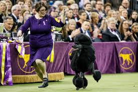 Important information concerning the 2021 events. Westminster Dog Show Leaves New York City For 2021 For The First Time In Over 100 Years Chicago Sun Times