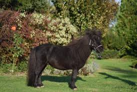 Falabella is a multinational chain of department stores owned by chilean multinational company s.a.c.i. Falabella In Poland Miniature Horses Tira Vento Facebook