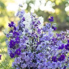 Larkspur Summer Skies Mix Larkspur Taro Plant Summer Sky