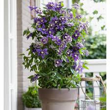 Image result for Clematis costata