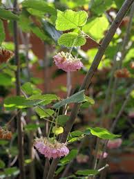 Image result for Dombeya