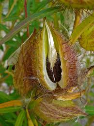 Image result for Gomphocarpus fruticosus
