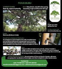 Image result for Ficus bubu