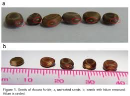 Image result for Acacia pilispina