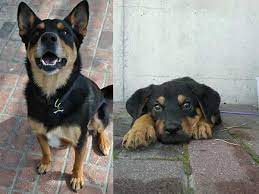 Explore 7 listings for german shepherd x rottweiler puppies for sale uk at best prices. German Shepherd Rottweiler Mix The Ultimate Guide