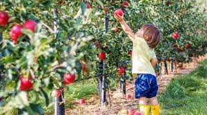 Apple Picking Orchard