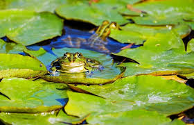 Reed and smith are after meat frogs: Frogs As Live Bait Can You Catch Fish With Frogs