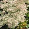 Japanese maples, in general, are fairly easy to grow. 1