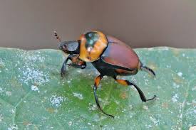 Image result for Canthium bugoyense