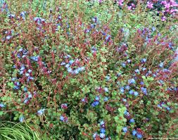 Image result for Ceratostigma griffithii