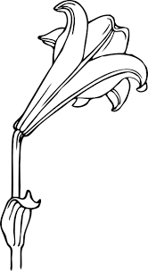 Black And White Lily Clipart Free Bermuda Lily Clip Art Vector Clip Art Online Royalty Free Clipart Best Clipart Best Lilies Drawing Free Pictures Clip Art