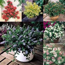 Ideal for growing in tubs on patios or balconies. Dwarf Flowering Shrub Collection J Parker Dutch Bulbs