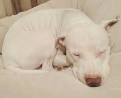 In american dog breeders association, there are american pit bull terrier color chart which consists of white or black patches, white/ red patch/ red nose, white, seal, light red / red nose, red / black mask/ white marks, red with a black ticked mask, red brindle / white chest, brown, seal/ white markings, light fawn, light chocolate, fawn brindle, light chocolate brindle, fawn bluies, fawn. White Red Nose Pitbull Red Nose Pitbull White Pitbull Pitbulls