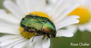Rose Chafer Beetle Control Tips For Controlling Hungry Chafer Beetles