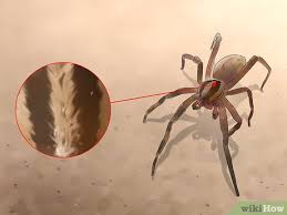 Die brasilianische wanderspinne (phoneutria nigriventer), manchmal auch brasilianische kammspinne oder selten giftige bananenspinne genannt, ist eine spinne aus der familie der kammspinnen (ctenidae). Eine Brasilianische Wanderspinne Erkennen Wikihow