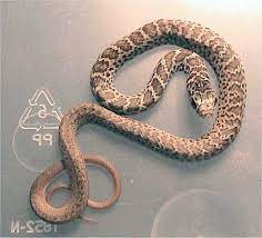 A Hillbilly Guide To Snakes The Eastern Yellow Bellied Racer Snake Beautiful Snakes Pit Viper