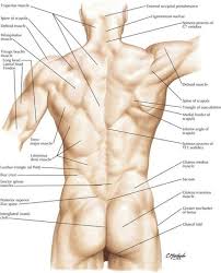 Image Result For Surface Anatomy Lumbar Spine Tightpsoas In 2020 Body Anatomy Human Body Anatomy Muscle Anatomy