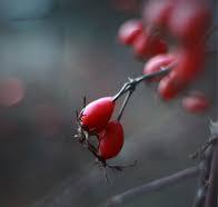 Rose hip seeds arrgghh. So itching powder.....lol