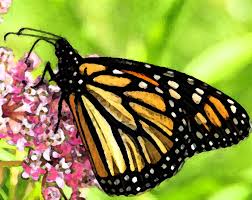 Check spelling or type a new query. Order Your Spring 2019 Milkweed Plugs Now Illinois Audubon Society