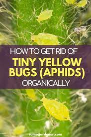 I have a tomato plant in a large planter. Pin On Gardening Tips