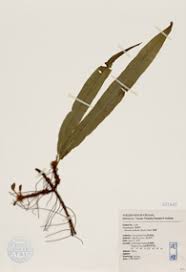 Image result for Arthropteris palisotii