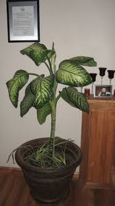This plant can be toxic for pets and children. Help Is My House Plant A Plant Or Tree