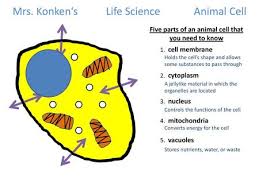 What makes an animal cell shape. Mrs Konken S Life Scienceanimal Cell 1 Cell Membrane Five Parts Of An Animal Cell That You Need To Know 2 Cytoplasm Holds The Cell S Shape And Allows Ppt Download