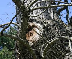 It's a relative of the madrone tree, and even shares the same common name in some regions. Wild Native Bee Hive In A Catalpa Tree