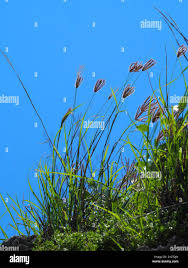 Image result for Chloris roxburghiana