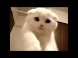 Tatli Ve Minnos Kediler Ilk Videom Youtube