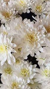 White Chrysanthemum Flower Mums Flowers White Chrysanthemum Chrysanthemum Flower